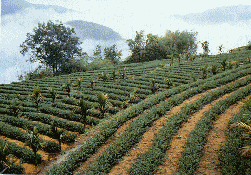 Tea farm near Lu Shan.